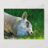 CARTE POSTALE SHEEP (Devant)