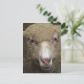 Carte postale Sheep (Debout devant)