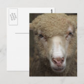 Carte postale Sheep (Devant / Derrière)