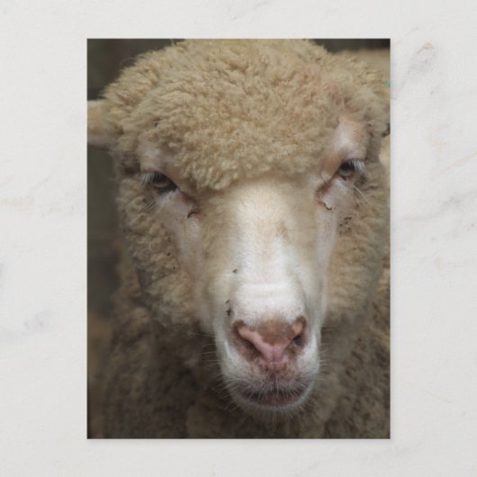 Carte postale Sheep (Devant)