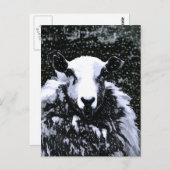 CARTE POSTALE SHEEP (Devant / Derrière)