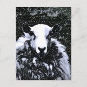 CARTE POSTALE SHEEP (Devant)