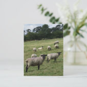 Carte postale Sheep (Debout devant)