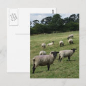 Carte postale Sheep (Devant / Derrière)