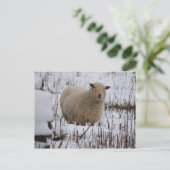 Carte postale Sheep (Debout devant)