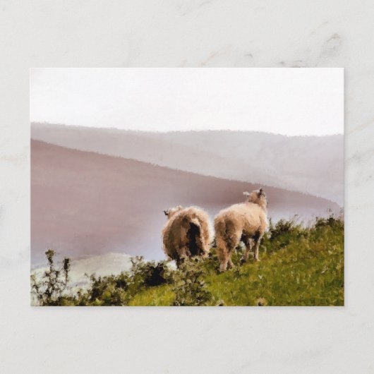 CARTE POSTALE SHEEP (Devant)