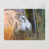 CARTE POSTALE SHEEP (Devant)