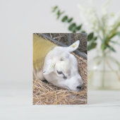 CARTE POSTALE SHEEP (Debout devant)