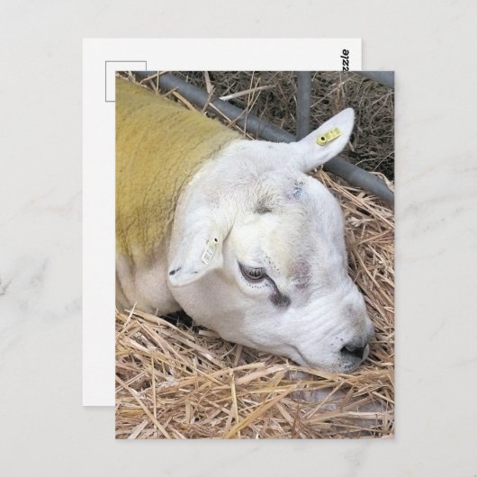 CARTE POSTALE SHEEP (Devant / Derrière)