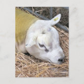 CARTE POSTALE SHEEP (Devant)