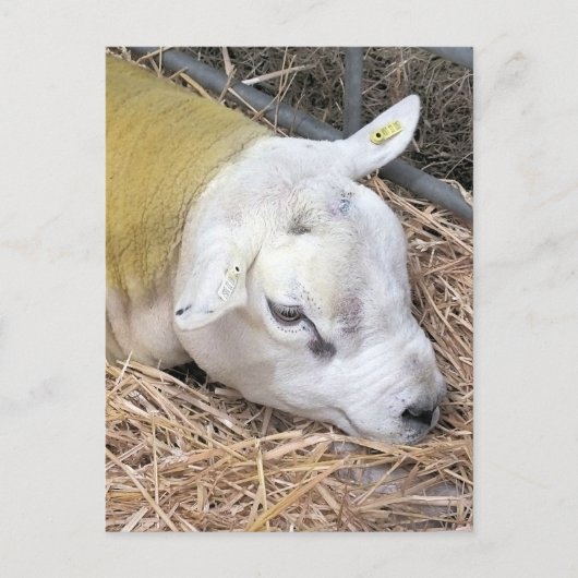 CARTE POSTALE SHEEP (Devant)