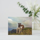 CARTE POSTALE SHEEP - FALAISES DE MOHER, LISCANNOR, IRLANDE (Debout devant)
