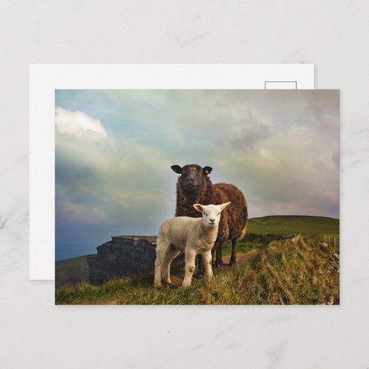 CARTE POSTALE SHEEP - FALAISES DE MOHER, LISCANNOR, IRLANDE (Devant / Derrière)