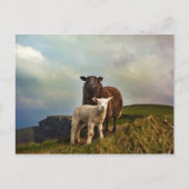 CARTE POSTALE SHEEP - FALAISES DE MOHER, LISCANNOR, IRLANDE (Devant)