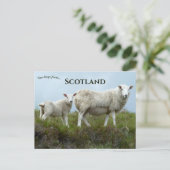 Carte Postale Sheep in Isle of Skye Scotland (Debout devant)