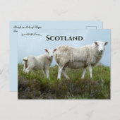 Carte Postale Sheep in Isle of Skye Scotland (Devant / Derrière)