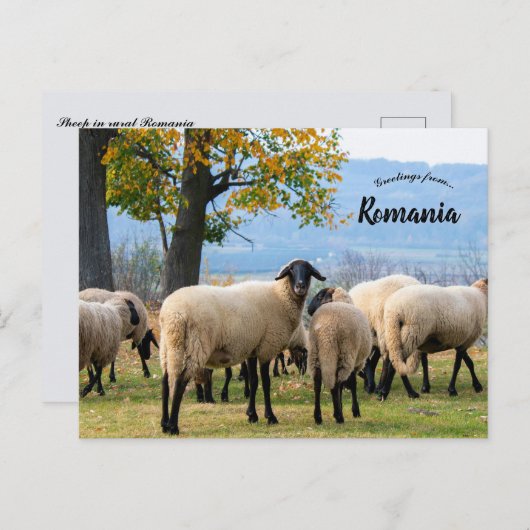 Carte Postale Sheep in Rural Romania (Devant / Derrière)