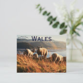 Carte Postale Sheep in Wales (Debout devant)
