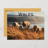Carte Postale Sheep in Wales (Devant / Derrière)