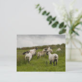 Carte Postale sheep.jpg (Debout devant)