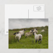 Carte Postale sheep.jpg (Devant / Derrière)