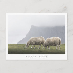Carte Postale Sheep Uttakleiv Lofoten