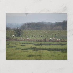 Carte Postale Sheeps
