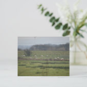 Carte Postale Sheeps (Debout devant)