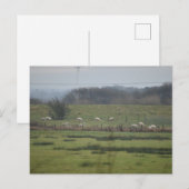 Carte Postale Sheeps (Devant / Derrière)