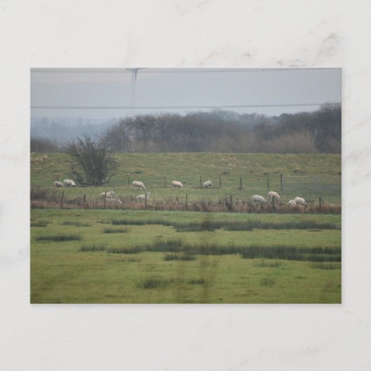 Carte Postale Sheeps (Devant)