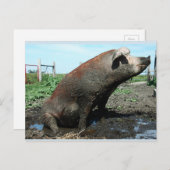 Carte Postale Sheila, mon gros porc gras (Devant / Derrière)