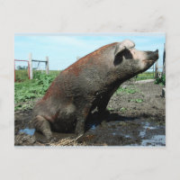 Sheila, mon gros porc gras