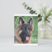 Carte Postale Shelby (Debout devant)