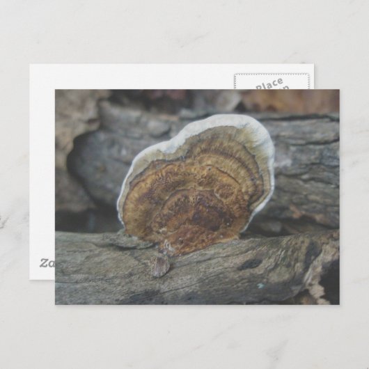 Carte postale Shelf Fungus #3 (Devant / Derrière)