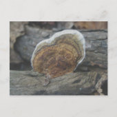 Carte postale Shelf Fungus #3 (Devant)