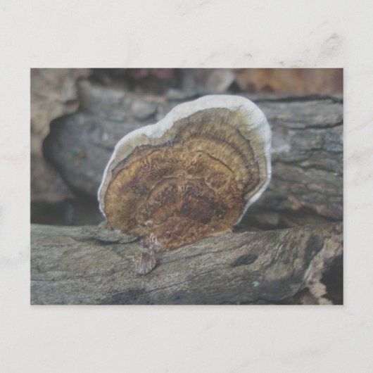 Carte postale Shelf Fungus #3 (Devant)