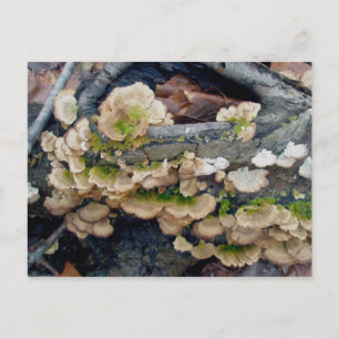 Carte postale Shelf Fungus Colony Décembre