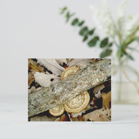 Carte postale Shelf Fungus Group (Debout devant)