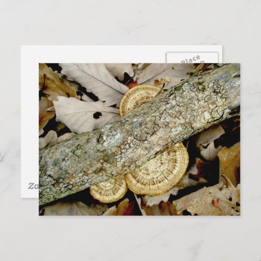 Carte postale Shelf Fungus Group (Devant / Derrière)