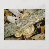 Carte postale Shelf Fungus Group (Devant)