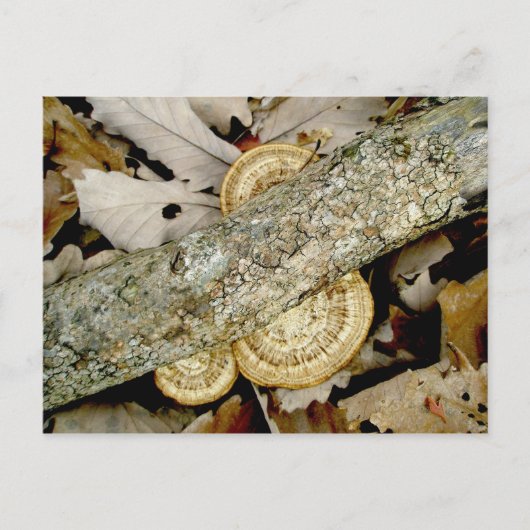 Carte postale Shelf Fungus Group (Devant)