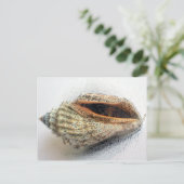 Carte postale Shell (Debout devant)