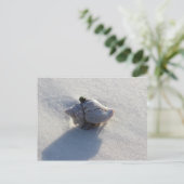 Carte Postale Shell (Debout devant)