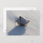 Carte Postale Shell (Devant / Derrière)
