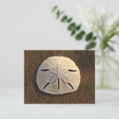 Carte postale Shell Beach Dollar Sand (Photo coule (Debout devant)