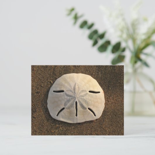 Carte postale Shell Beach Dollar Sand (Photo coule (Debout devant)