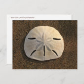 Carte postale Shell Beach Dollar Sand (Photo coule (Devant / Derrière)