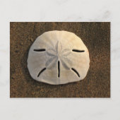 Carte postale Shell Beach Dollar Sand (Photo coule (Devant)