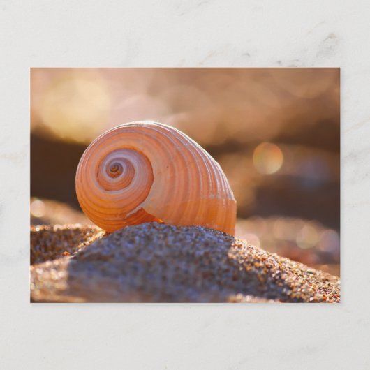 Carte Postale Shell Bokeh |Grèce (Devant)