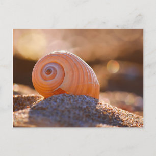 Carte Postale Shell Bokeh  Grèce